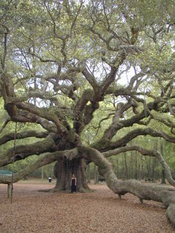 Angel Oak Johns Island, South Carolina