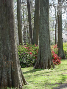 Charleston Gardens: Edisto Gardens