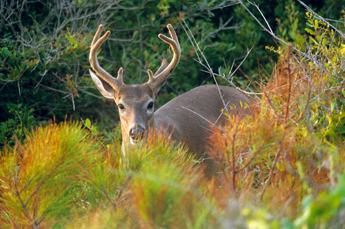 Kiawah Island Nature Center