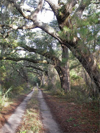 Santee Coastal Reserve