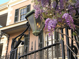 downtown Charleston home with wisteria