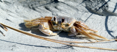 Charleston Beach Homes and Oceanfront Real Estate