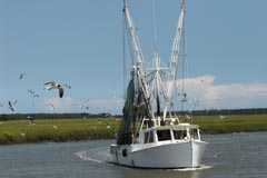 Mt. Pleasant Waterfront