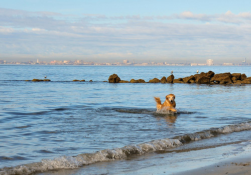 Sullivan's Island oceanfront with view of historic Charleston, SC