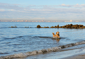 Sullivan's Island beach