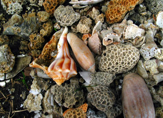 Edisto Beach shells