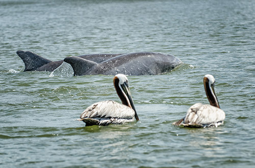 dolphins on the intracoastal waterway